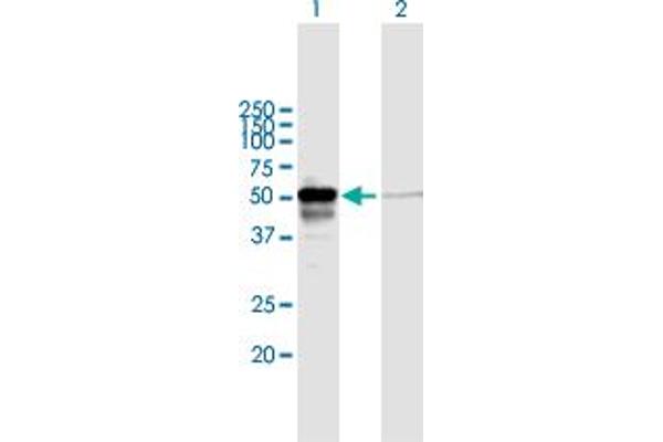 PEX14 Antikörper  (AA 1-377)
