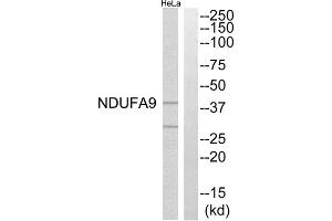 Western blot analysis of extracts from HeLa cells, using NDUFA9 antibody. (NDUFA9 antibody  (Internal Region))