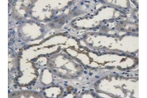 IHC-P analysis of Human Kidney Tissue, with DAB staining. (SOD3 antibody  (AA 19-240))