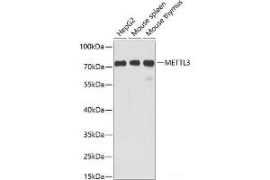 Western blot analysis of extracts of various cell lines using METTL3 Polyclonal Antibody at dilution of 1:1000. (METTL3 antibody)