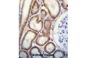 CLEC3B Antibody (Center) immunohistochemistry analysis in formalin fixed and paraffin embedded human kidney tissue followed by peroxidase conjugation of the secondary antibody and DAB staining. (CLEC3B antibody  (Middle Region))