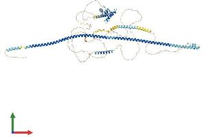 AlphaFold protein structure predicition of Mouse Recombinant Cep95 Protein, UniprotID Q8BVV7 (CEP95 Protein (AA 1-827) (His tag))