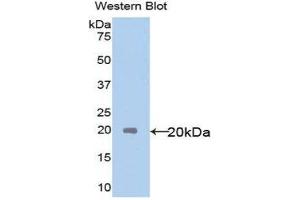 Western Blotting (WB) image for anti-Interleukin 18 (IL18) (AA 37-193) antibody (ABIN1859369) (IL-18 antibody  (AA 37-193))