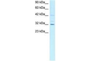 Image no. 1 for anti-Cyclin H (CCNH) (C-Term) antibody (ABIN202241) (Cyclin H antibody  (C-Term))
