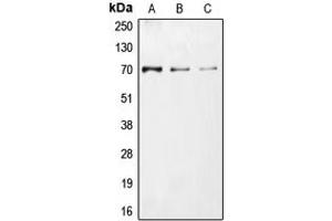 Western blot analysis of CDC25A (pS75) expression in HEK293T UV-treated (A), Jurkat UV-treated (B), NIH3T3 (C) whole cell lysates. (CDC25A antibody  (pSer75))