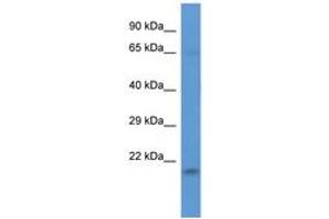Image no. 1 for anti-LSM Domain Containing 1 (LSMD1) (AA 60-109) antibody (ABIN6746832) (LSMD1 antibody  (AA 60-109))