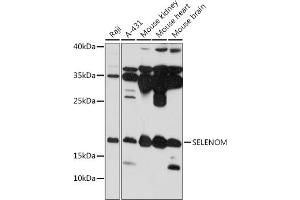 Western blot analysis of extracts of various cell lines, using SELENOM antibody (ABIN7270195) at 1:1000 dilution. (SELM antibody  (AA 50-130))