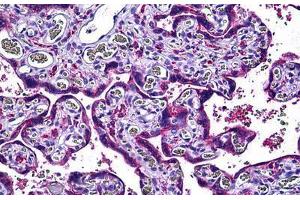 Human Placenta: Formalin-Fixed, Paraffin-Embedded (FFPE) (ENOS antibody  (AA 1181-1194))