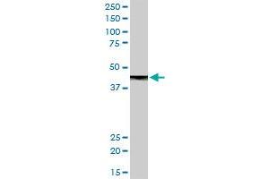 CPB1 MaxPab rabbit polyclonal antibody. (CPB1 antibody  (AA 1-417))