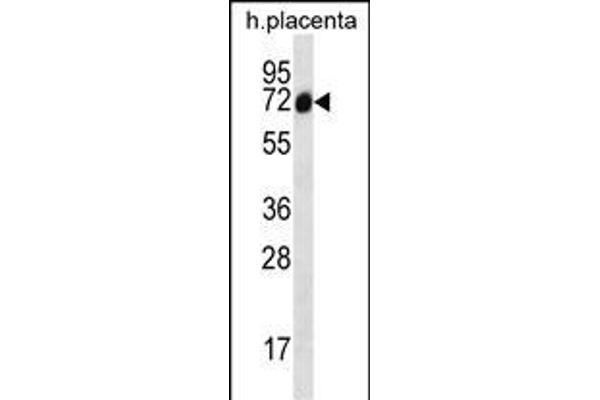 Sclt1 antibody  (C-Term)