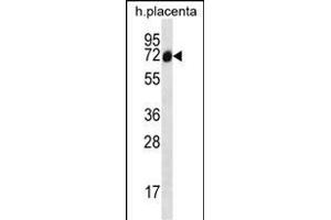 SCLT1 Antibody (C-term) (ABIN656866 and ABIN2846070) western blot analysis in human placenta tissue lysates (35 μg/lane). (Sclt1 antibody  (C-Term))