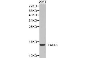 Western blot analysis of extracts of 293T cell lines, using FABP2 antibody. (FABP2 antibody  (AA 1-132))