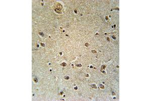 TXTP Antibody (Center) (ABIN651680 and ABIN2840357) immunohistochemistry analysis in formalin fixed and paraffin embedded human brain tissue followed by peroxidase conjugation of the secondary antibody and DAB staining. (TXTP antibody  (AA 142-170))