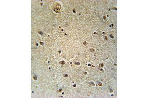 TXTP Antibody (Center) (ABIN651680 and ABIN2840357) immunohistochemistry analysis in formalin fixed and paraffin embedded human brain tissue followed by peroxidase conjugation of the secondary antibody and DAB staining. (TXTP antibody  (AA 142-170))