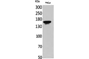 Western Blot analysis of HeLa cells using Jagged1 Polyclonal Antibody.