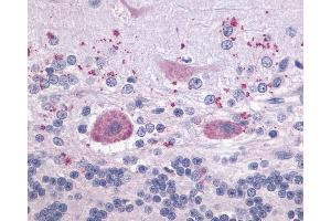 Anti-LPAR4 / GPR23 antibody IHC of human brain, cerebellum. (LPAR4 antibody  (Cytoplasmic Domain))