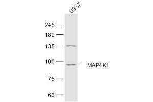 U937 lysates probed with MAP4K1 Polyclonal Antibody, Unconjugated  at 1:300 dilution and 4˚C overnight incubation. (MAP4K1 antibody  (AA 231-330))