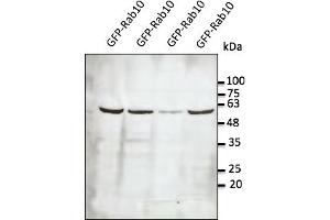 Western Blotting (WB) image for anti-RAB10, Member RAS Oncogene Family (RAB10) (C-Term) antibody (ABIN6254238) (RAB10 antibody  (C-Term))