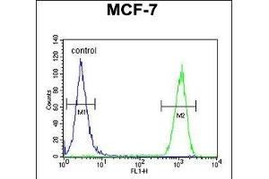 CCNT1 Antibody (Center) (ABIN654626 and ABIN2844323) flow cytometric analysis of MCF-7 cells (right histogram) compared to a negative control cell (left histogram).