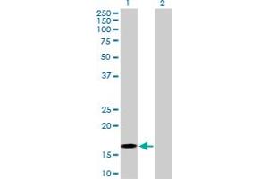 Western Blot analysis of BATF expression in transfected 293T cell line by BATF MaxPab polyclonal antibody. (BATF antibody  (AA 1-125))