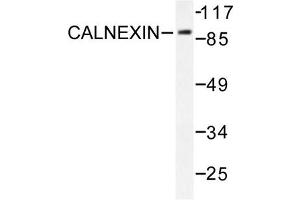 Image no. 2 for anti-Calnexin (CANX) antibody (ABIN271924) (Calnexin antibody)