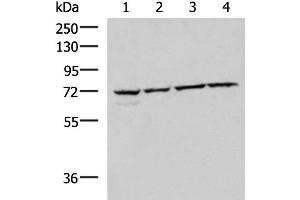 Western blot analysis of 293T Raji Jurkat HepG2 cell lysates using CBFA2T2 Polyclonal Antibody at dilution of 1:1000 (CBFA2T2 antibody)
