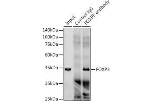 Immunoprecipitation (IP) image for anti-Forkhead Box P3 (FOXP3) antibody (ABIN7267248)