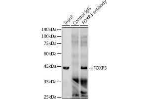 Immunoprecipitation analysis of 300 μg extracts of Jurkat cells using 3 μg FOXP3 antibody (ABIN7267248). (FOXP3 antibody)