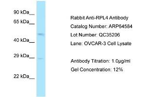 Western Blotting (WB) image for anti-Ribosomal Protein L4 (RPL4) (N-Term) antibody (ABIN2789886) (RPL4 antibody  (N-Term))