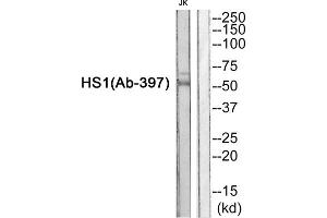 Western blot analysis of extracts from JurKat cells, using HS1 (epitope around residue 397) antibody. (HCLS1 antibody  (Tyr397))