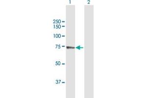 Western Blot analysis of PABPC3 expression in transfected 293T cell line by PABPC3 MaxPab polyclonal antibody. (PABPC3 antibody  (AA 1-631))