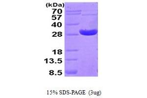 SDS-PAGE (SDS) image for Peroxiredoxin 4 (PRDX4) (AA 38-271) protein (His tag) (ABIN666967)