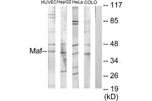 Western blot analysis of extracts from HuvEc cells, HepG2 cells, HeLa cells and COLO205 cells, using MAF antibody. (MAF antibody  (C-Term))