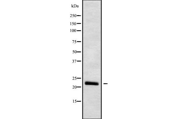 IFNW1 antibody  (C-Term)
