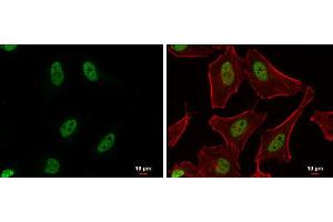 ICC/IF Image PUF60 antibody detects PUF60 protein at nucleus by immunofluorescent analysis. (PUF60 antibody)
