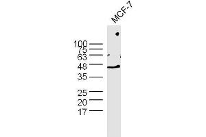 MCF-7 cell lysates probed with Rabbit Anti-GAPDH Polyclonal Antibody  at 1:300 overnight at 4˚C. (GAPDH antibody  (AA 101-200))