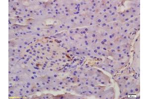 Formalin-fixed and paraffin embedded rat placenta tissue labeled Anti-ED-1 Polyclonal Antibody, Unconjugated (ABIN738381) at 1:200, followed by conjugation to the secondary antibody and DAB staining (Ectodysplasin A antibody  (AA 131-230))