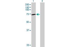 Western Blot analysis of GNE expression in transfected 293T cell line by GNE MaxPab polyclonal antibody.