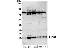 anti-Peptidyl Prolyl Cis/Trans Isomerase NIMA Interacting 4 Protein (PIN4) (AA 1-50) antibody