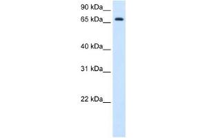 HAL antibody used at 1. (HAL antibody  (C-Term))