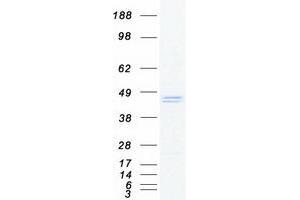 Validation with Western Blot (C-Type Lectin Domain Family 4, Member M (CLEC4M) (Transcript Variant 1) protein (Myc-DYKDDDDK Tag))