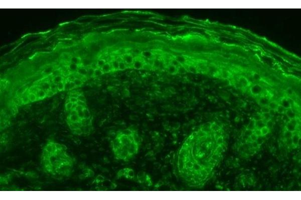 Calnexin antibody  (C-Term)