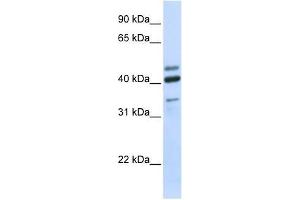 HYAL1 antibody used at 0. (HYAL1 antibody  (N-Term))