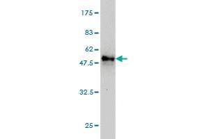 Western Blot detection against Immunogen (52. (MS4A7 antibody  (AA 1-240))