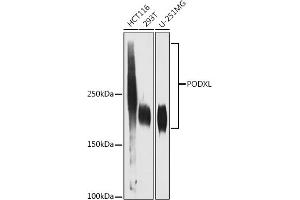 Western blot analysis of extracts of various cell lines, using PODXL antibody (ABIN1678504, ABIN3019044, ABIN3019045 and ABIN7101705) at 1:1000 dilution. (PODXL antibody)