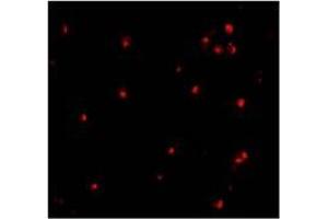 AP20056PU-N ATG7 antibody staining of L1210 cells by Immunofluoresecnce at 10 μg/ml. (ATG7 antibody  (N-Term))