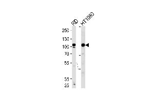 Western blot analysis of lysates from RD,HT1080 cell line (from left to right),using ATP2A1 Antibody . (ATP2A1/SERCA1 antibody  (C-Term))