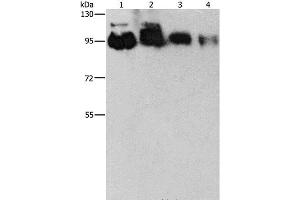 Western Blot analysis of Hela, PC3, 231 and 293T cell using EPS15L1 Polyclonal Antibody at dilution of 1:350 (EPS15L1 antibody)