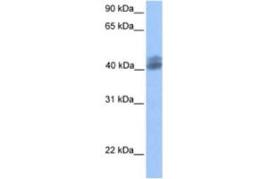 Western Blotting (WB) image for anti-Hypothetical LOC653135 (LOC653135) antibody (ABIN2463402) (LOC653135 antibody)