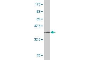 Western Blot detection against Immunogen (37 KDa) . (FUNDC2 antibody  (AA 1-100))